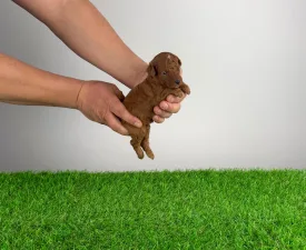 Lico - Trpasličí pudl Štěně na prodej