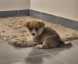 Rozsda-vörös Gumi - Welsh Corgi Pembroke Puppy for sale