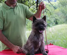 Jansi Russtil K.o. - Cairn Terrier Angebotener Welpe