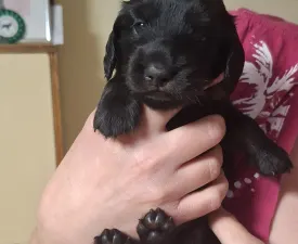 Ballantines - Tacskó eladó kiskutya