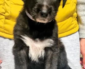 Bora Bora - Irish Wolfhound Puppy for sale