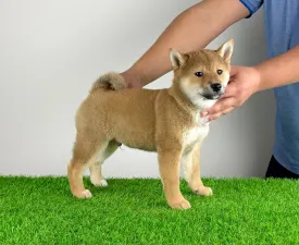 Icon - Shiba Angebotener Welpe