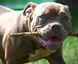 Ghostface Fighters Luna - American Bully - Pocket Angebotener Welpe