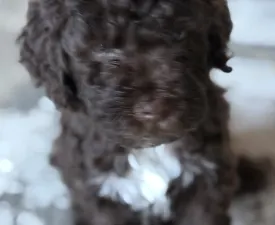 Csoki - Lagotto Romagnolo eladó kiskutya