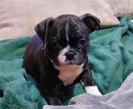 Julia - Boston Terrier Puppy for sale