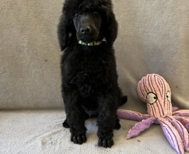 Black Standard Puppy  - Poodle Standard Puppy for sale