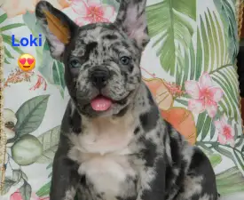 Loki  - French Bulldog Puppy for sale