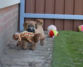 Elemér - Irish Soft Coated Wheaten Terrier Puppy for sale