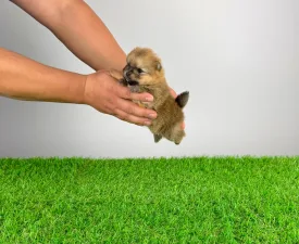 Quisina - German Pomeranian Spitz Puppy for sale