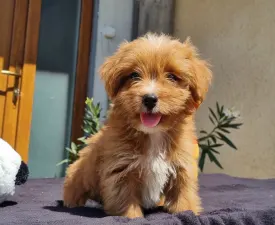 Mangó - Maltipoo eladó kiskutya