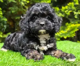 Fonsi - Cavapoo Angebotener Welpe