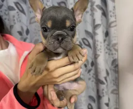 Napsugár - French Bulldog Puppy for sale