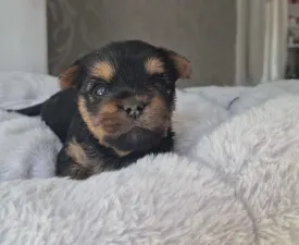Lamborghini Diablo - Yorkshire Terrier Puppy for sale