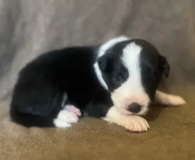 Goofy - Border Collie Puppy for sale