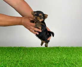 Yogo - Yorkshire Terrier Angebotener Welpe