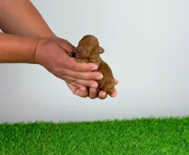 Sarolta - Pudel toy Szczenię na sprzedaż
