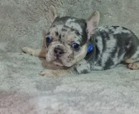 French Bulldog Puppy Availabe - French Bulldog Puppy for sale