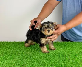 Axa - Yorkshire Terrier eladó kiskutya