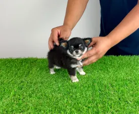 Nici - Chihuahua Chiot à vendre