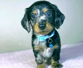 Liam - Bassotto Cucciolo in vendita