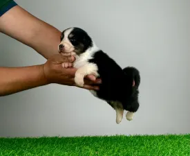 Lobo - Australian Shepherd Cucciolo in vendita