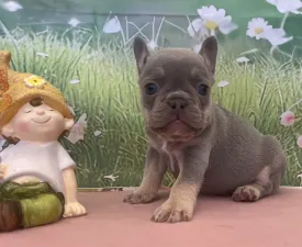 Mira - French Bulldog Puppy for sale