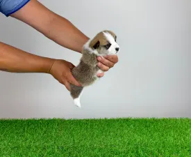 Checky - Welsh Corgi Pembroke Angebotener Welpe