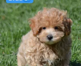 Brad - Maltipoo eladó kiskutya