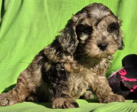 Melody - Cavapoo eladó kiskutya