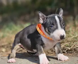Petra - Miniatűr bullterrier eladó kiskutya