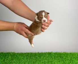Beira - Australian Shepherd Puppy for sale