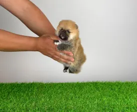 Bennet - Spitz tedesco piccolo Cucciolo in vendita