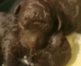 Xaver - Lagotto Romanjolo Štenci na prodaju