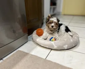 Quartz - Biewer Terrier Cățeluș de vânzare