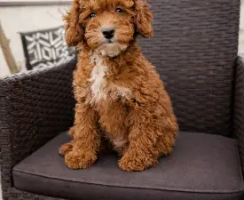 Szofi - Pudeli de jucarie si pitici Cățeluș de vânzare