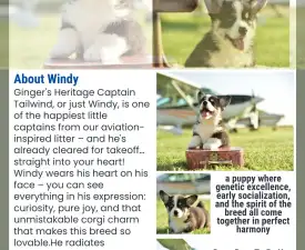 Gingers Heritage Captain Tailwind  - Pembroke Welsh Corgi eladó kiskutya