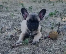 Harley - French Bulldog Puppy for sale