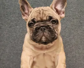Elmo - French Bulldog Puppy for sale