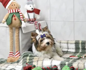 Quartz - Biewer Terrier eladó kiskutya