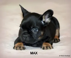 Max - Französische Bulldogge Angebotener Welpe