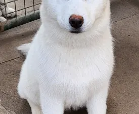 Smaragd Of Polar Moonlights - Siberian Husky Cucciolo in vendita