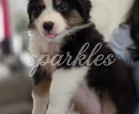 A Magic Box Of Sparkles Of Joy - Миниатюрная американская овчарка Щенок на продажу