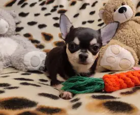 Umila  - Chihuahua Cucciolo in vendita