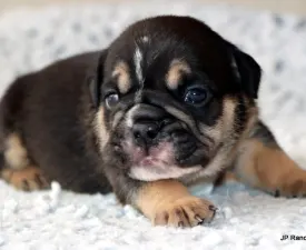 Willy - Bulldog Puppy for sale