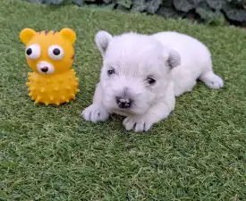 Athos - West Highland White Terrier Puppy for sale