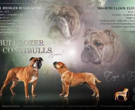 Litter D - Bulldog continentale Cucciolo in vendita