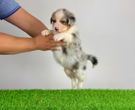 Wolf - Berger australien Chiot à vendre