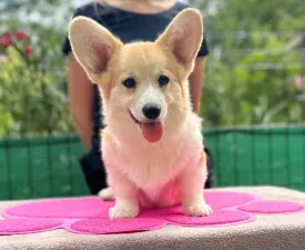 Amaya Queen Jewel Of Your Brilliand Diamond - Pembroke Welsh Corgi eladó kiskutya
