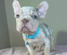 Arnold - Французский бульдог Щенок на продажу