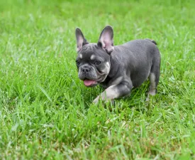 Ice - Bouledogue français Chiot à vendre